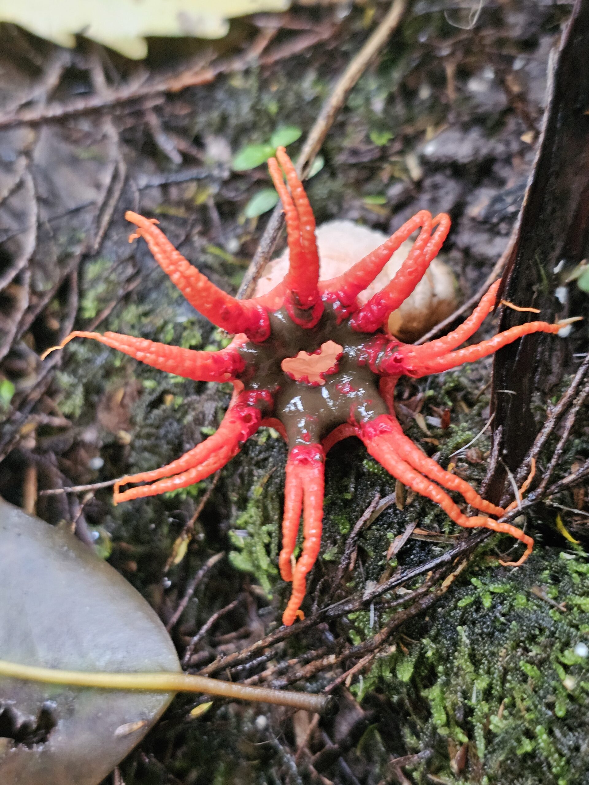 Starfish fungus in the forest at pioneer Park.