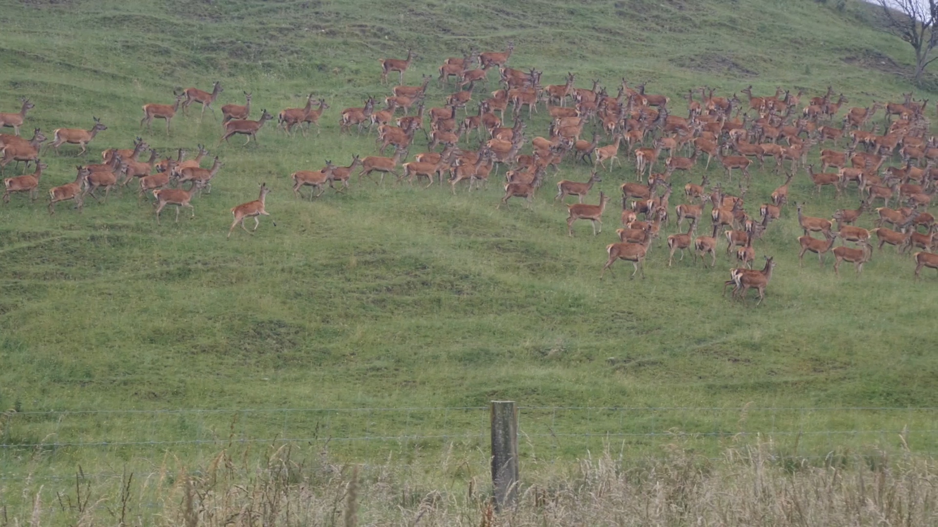 Deer running alongside